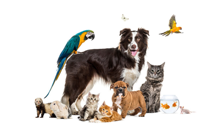 Read more about the article Caring For Pets During Quarantine