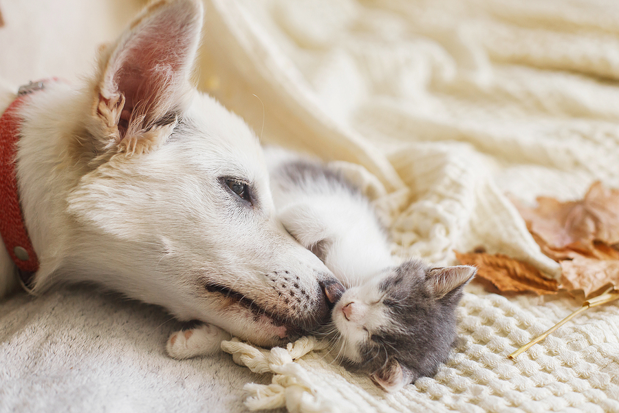 Read more about the article Caring for Your Furry Friend