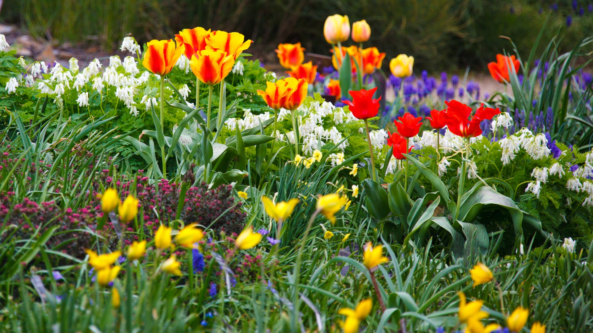 Read more about the article Find Peace in Your Spring Garden